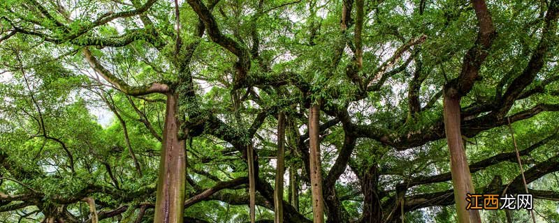 小叶榕树的养殖方法和注意事项 小叶榕树的种植方法