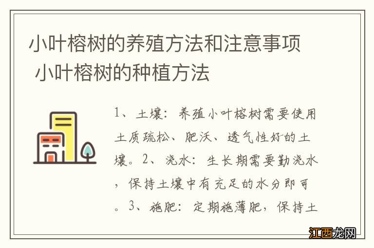 小叶榕树的养殖方法和注意事项 小叶榕树的种植方法