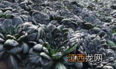 塌菜种植时间及方法视频 塌菜种植时间及方法