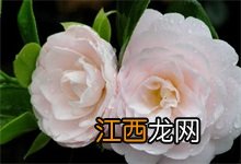 茶花百科知识50字 茶花百科