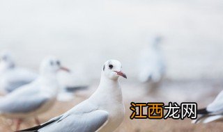 鸽子汤怎么做法 孕妇鸽子汤怎么做法