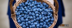丹东鹭乡蓝莓主要种植在哪里 丹东鹭乡蓝莓主要种植在哪里呢