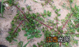 马子菜怎么做好吃 马子菜如何做好吃