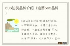 油葵562品种 606油葵品种介绍