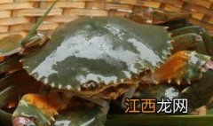 青蟹为什么不能蒸着吃 青蟹是海蟹吗