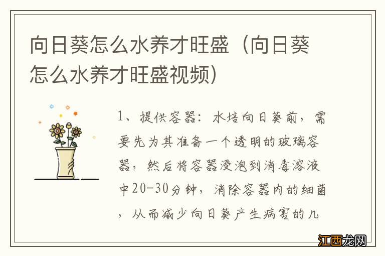 向日葵怎么水养才旺盛视频 向日葵怎么水养才旺盛