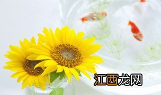 向日葵怎么水养才旺盛视频 向日葵怎么水养才旺盛