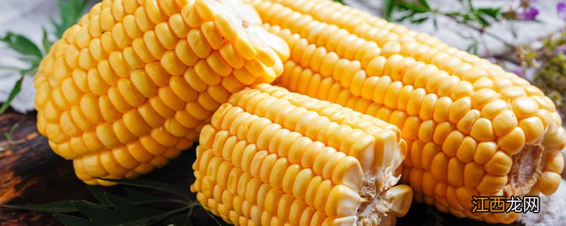 玉米属于什么植物 玉米属于什么类