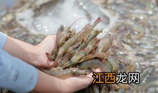 活虾回来能放冰箱几天 活虾回来能放冰箱几天吗