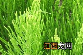 问荆草下面会有金矿和黄金吗? 问荆