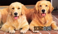 金毛幼犬需要打针吗多少钱 金毛幼犬需要打针吗