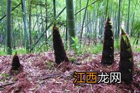 毛笋 毛笋壳怎样包粽子